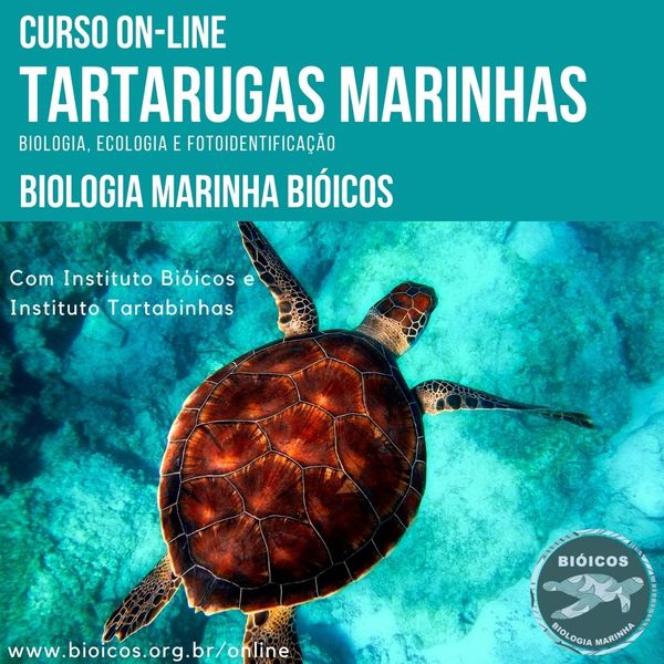 Primeira imagem do post - Tartarugas Marinhas: curso EAD Biologia, Ecologia e Fotoidentificação